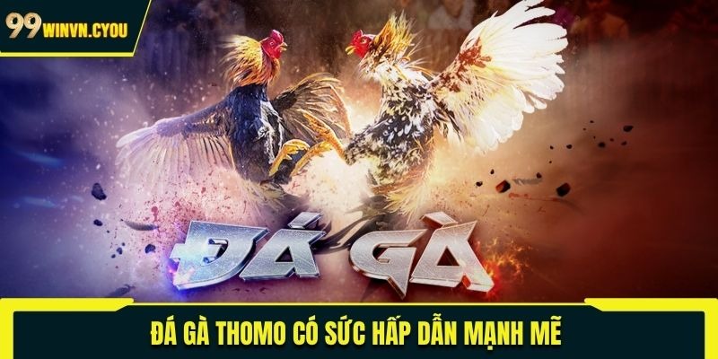 Đá gà Thomo có sức hấp dẫn mạnh mẽ 