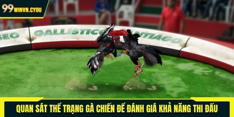 Quan sát thể trạng gà chiến để đánh giá khả năng thi đấu
