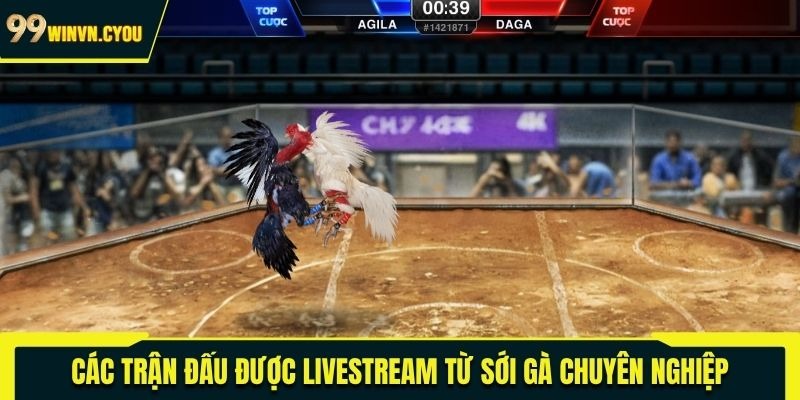 Các trận đấu được livestream từ sới gà chuyên nghiệp 