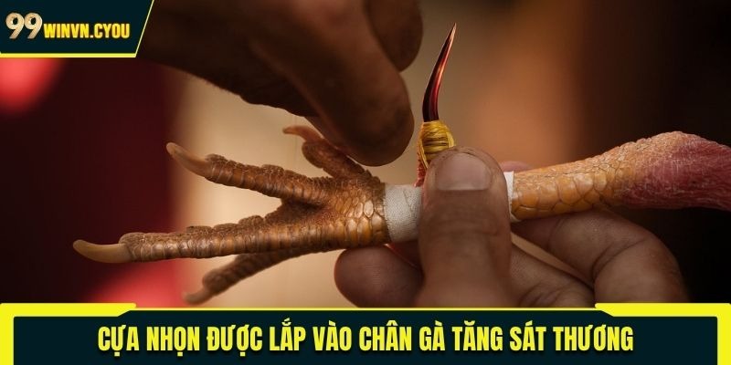 Cựa nhọn được lắp vào chân gà tăng sát thương