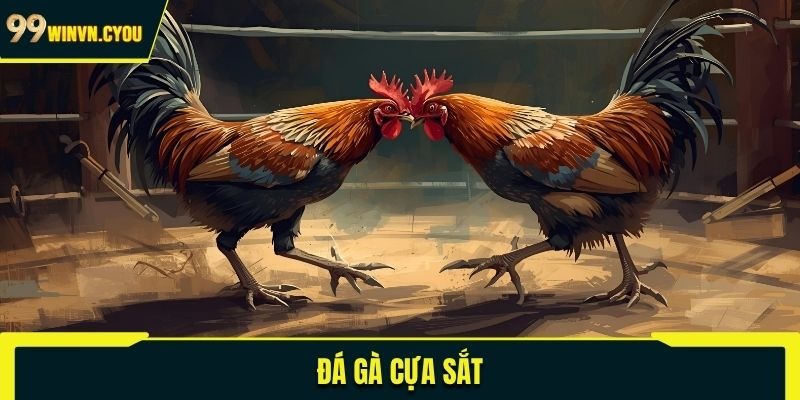 Đá gà cựa sắt