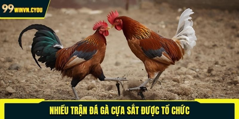 Nhiều trận đá gà cựa sắt được tổ chức